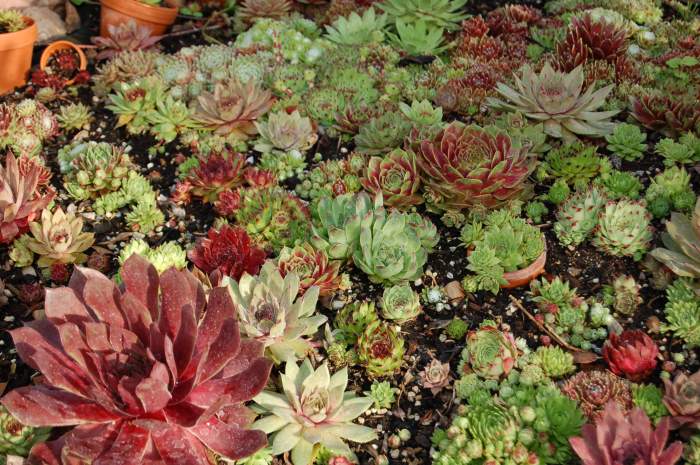 Sempervivum Dachwurz Hauswurz